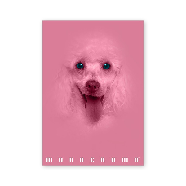 Pigna Monocromo Pink A4 38 lap, tűzött, vonalas füzet Pigna Monocromo Pink A4 38 lap, tűzött, vonalas füzet